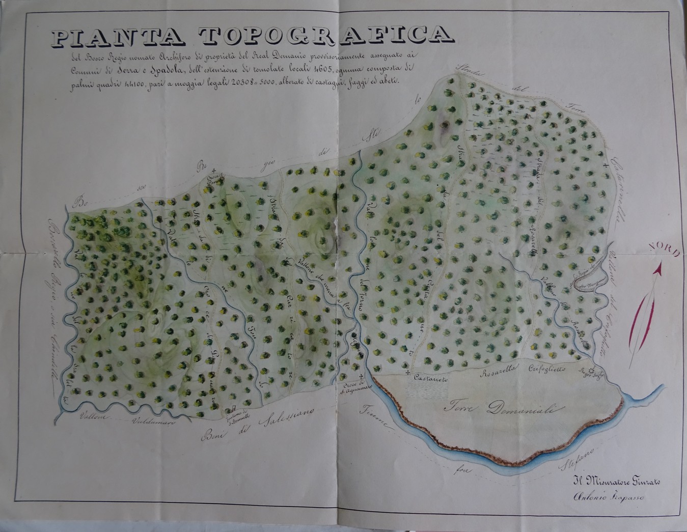PIANTA TOPOGRAFICA DEL BOSCO REGIO ARCHIFORO DI PROPRIET&Agrave; DEL REAL DEMANIO PROVVISORIAMENTE ASSEGNATO AI COMUNI DI SERRA E SPADOLA, DELL&rsquo;ESTENSIONE DI TOMBOLATE LOCALI 4605, OGNUNA COMPOSTA DI PALMI QUADRI 4
