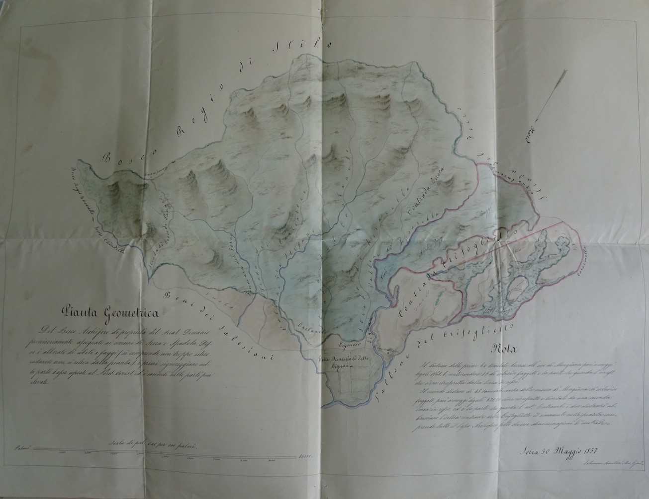 PIANTA GEOMETRICA DEL BOSCO ARCHIFORO DI PROPRIET&Agrave; DEL REAL DEMANIO